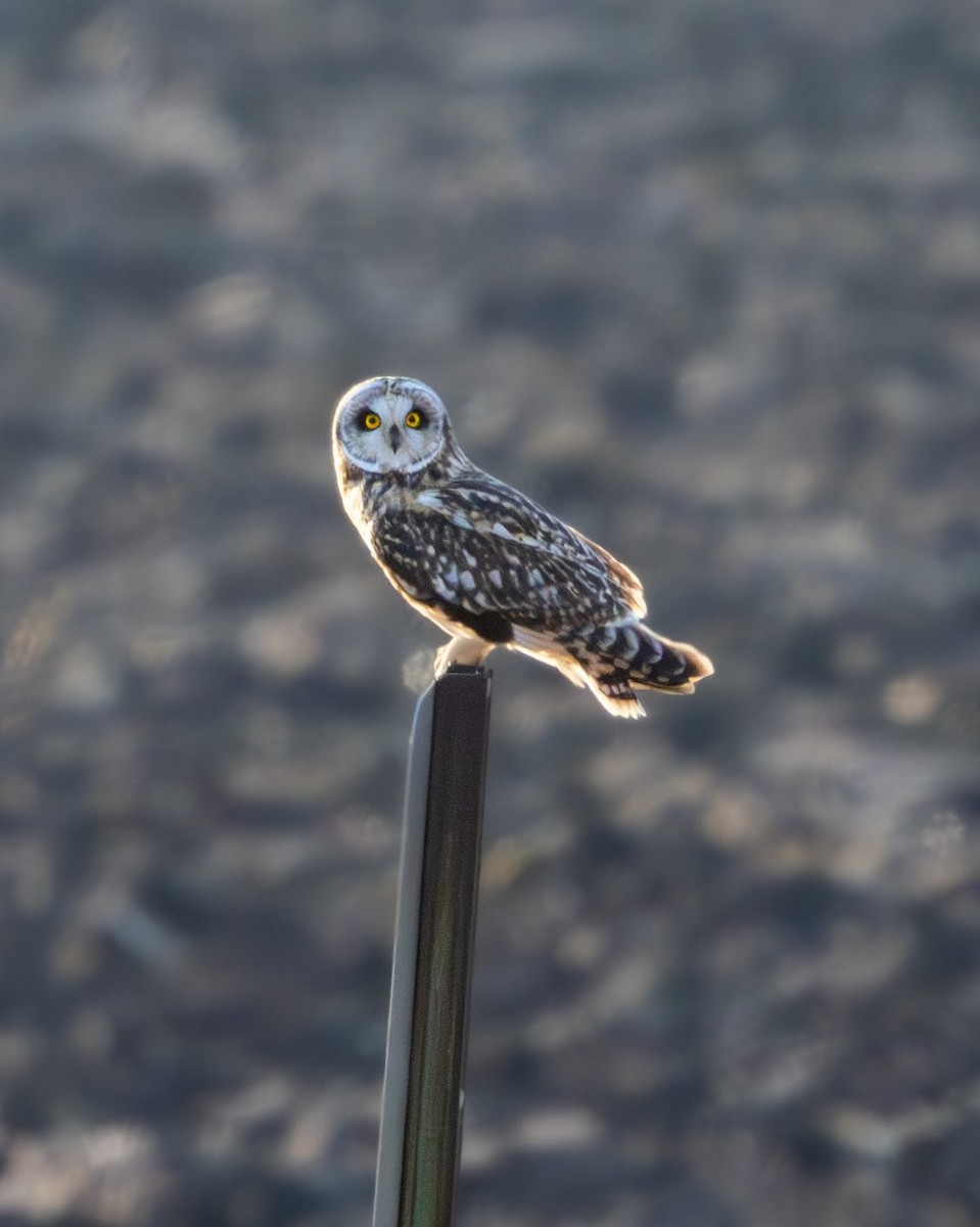 Short-eared Owl - ML630101838