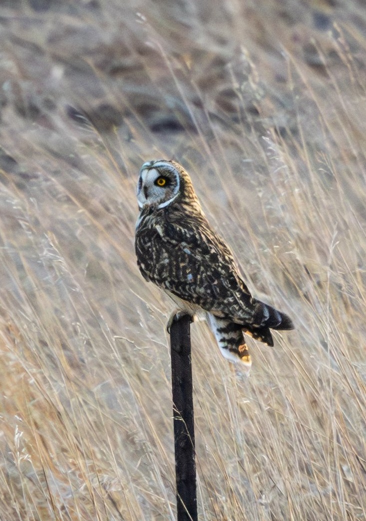 Short-eared Owl - ML630101839