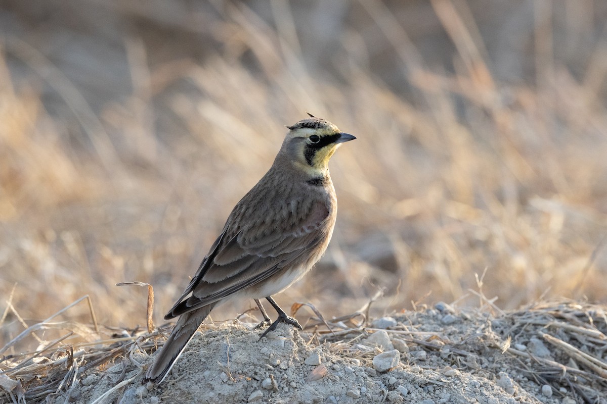 Horned Lark - ML630101859