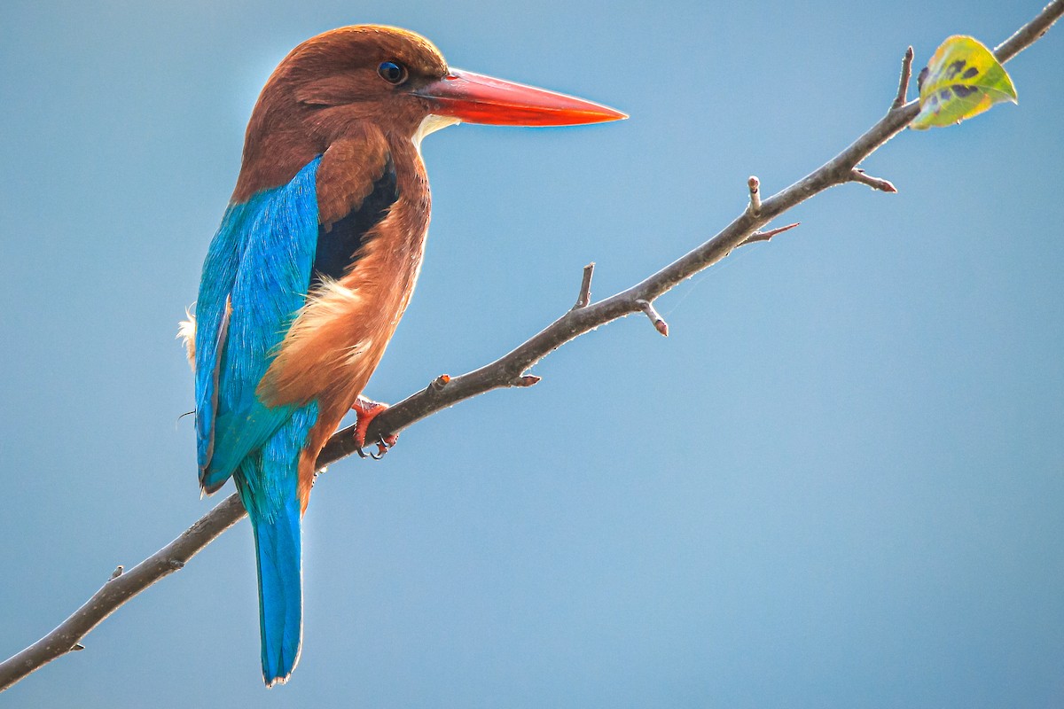 White-throated Kingfisher - ML630101916
