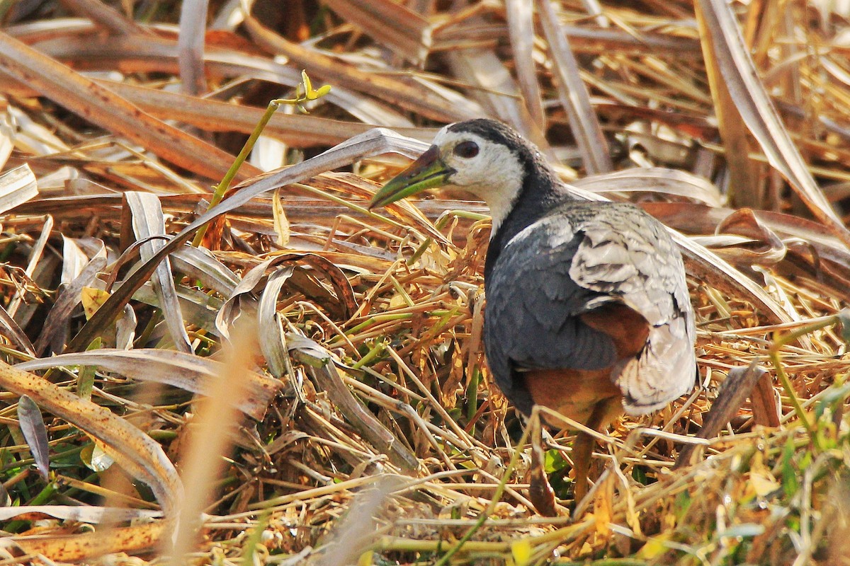 White-breasted Waterhen - ML630101955