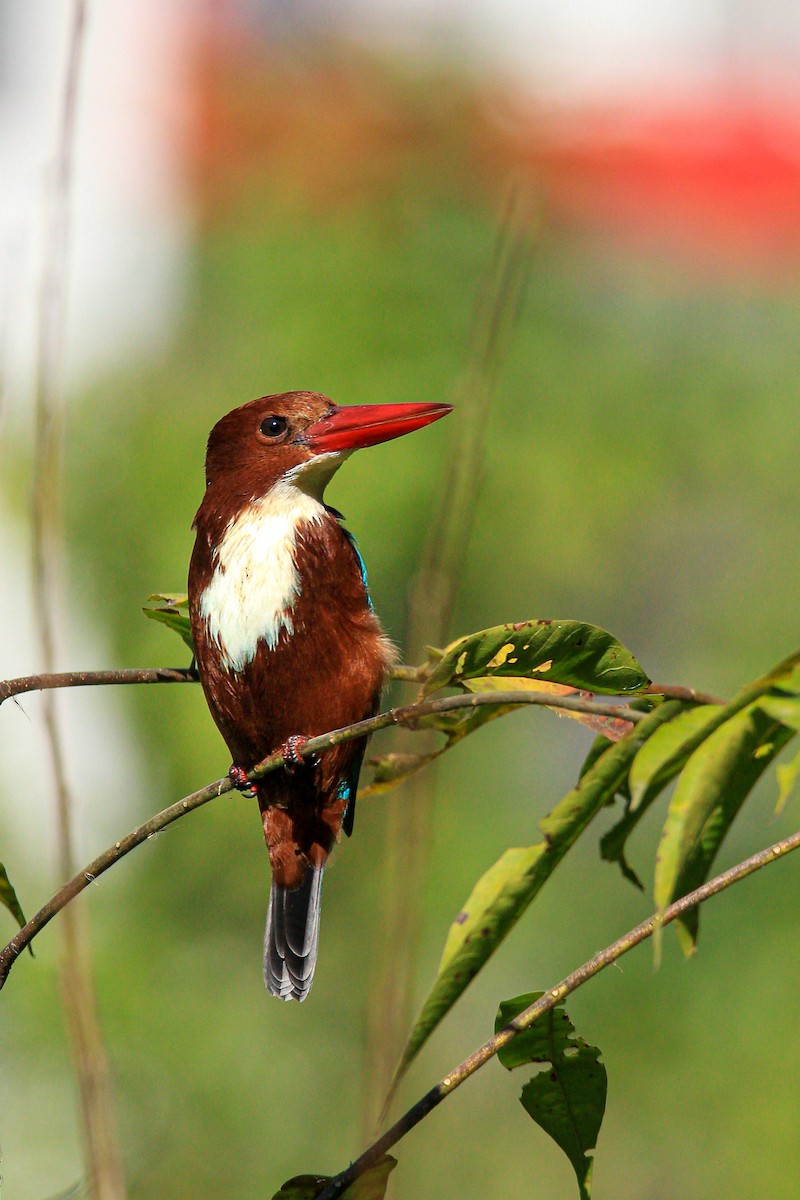 White-throated Kingfisher - ML630102025