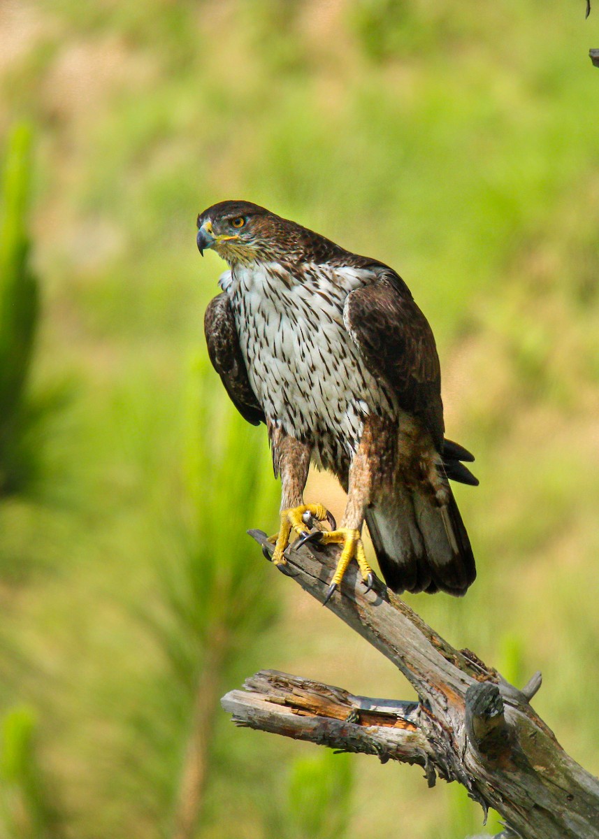 Bonelli's Eagle - ML630102131