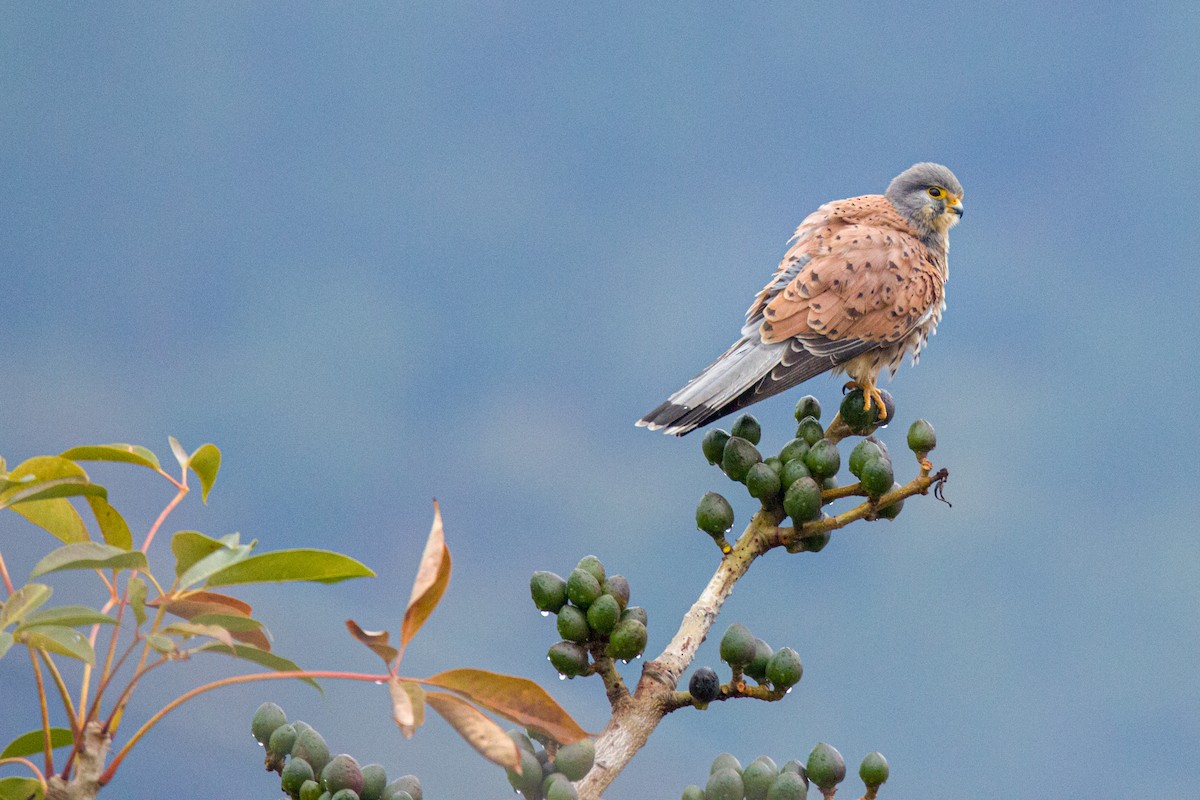 Eurasian Kestrel - ML630102146