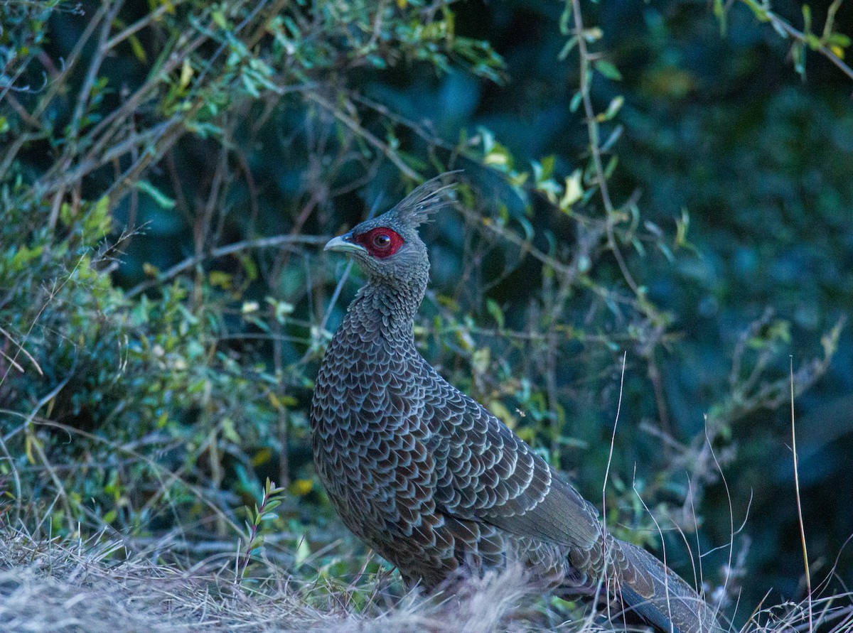 Kalij Pheasant - ML630102203