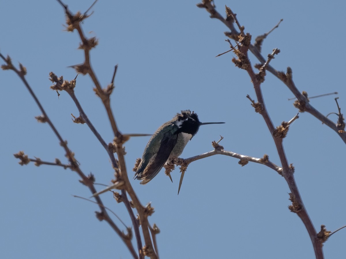 Costa's Hummingbird - ML630102243