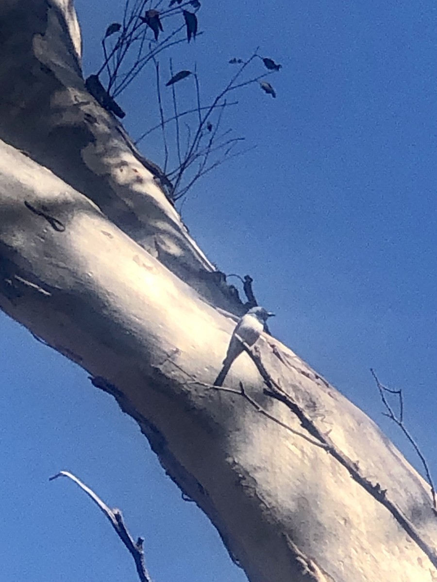 Leaden Flycatcher - ML630102255