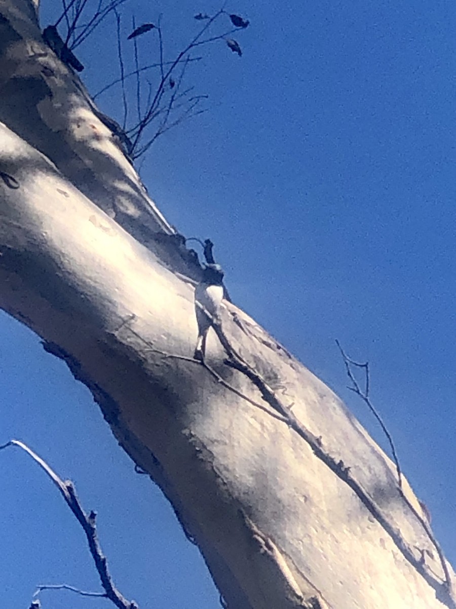 Leaden Flycatcher - ML630102256