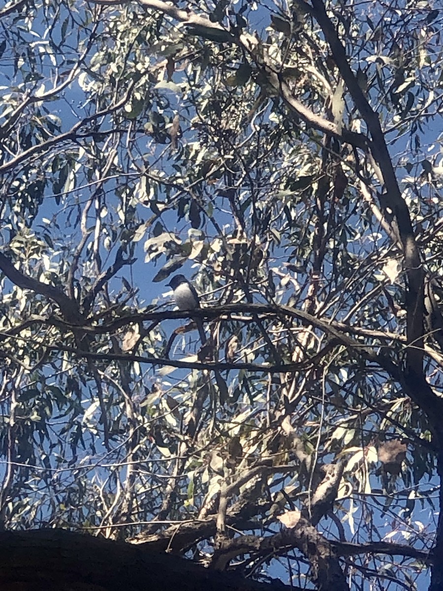 Leaden Flycatcher - ML630102257