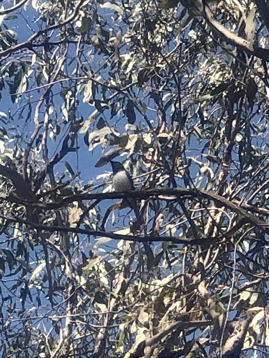 Leaden Flycatcher - ML630102258