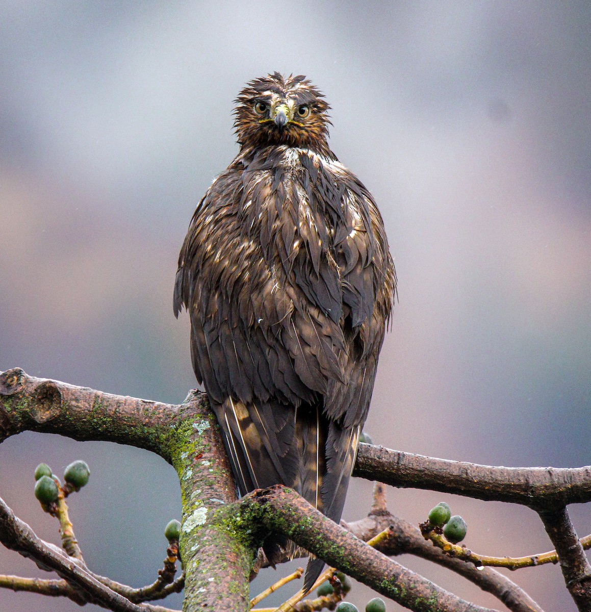 Himalayan Buzzard - ML630102295