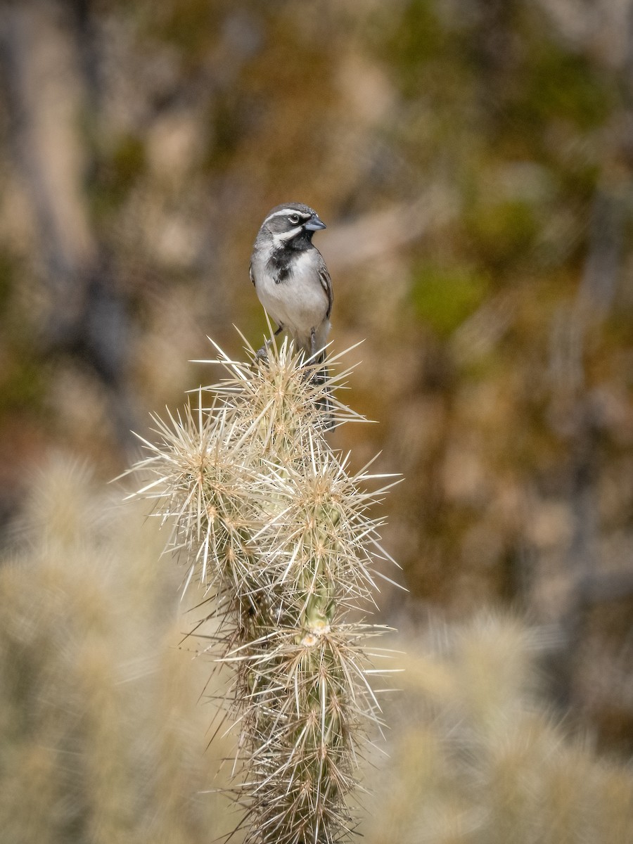 Black-throated Sparrow - ML630102377