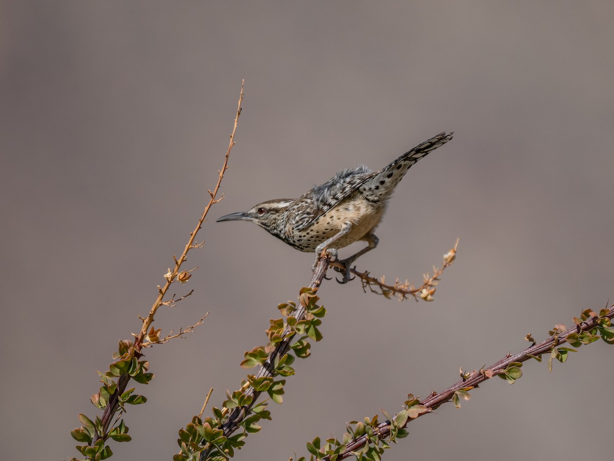 Cactus Wren - ML630102468