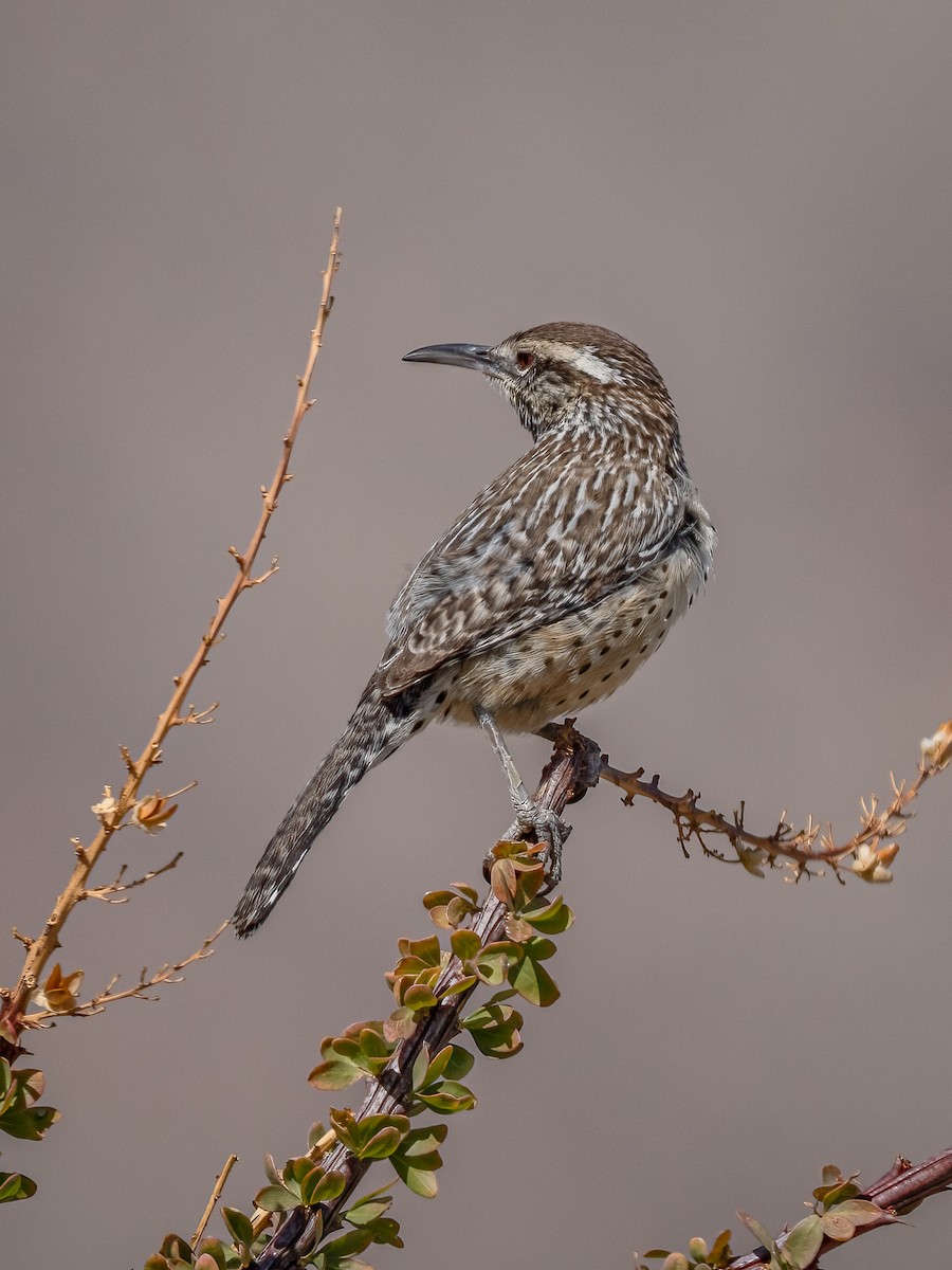 Cactus Wren - ML630102624