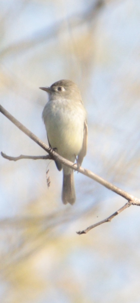 Hammond's Flycatcher - ML630102858