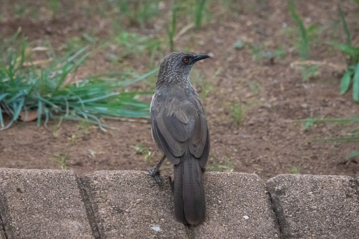 Arrow-marked Babbler - ML630102871