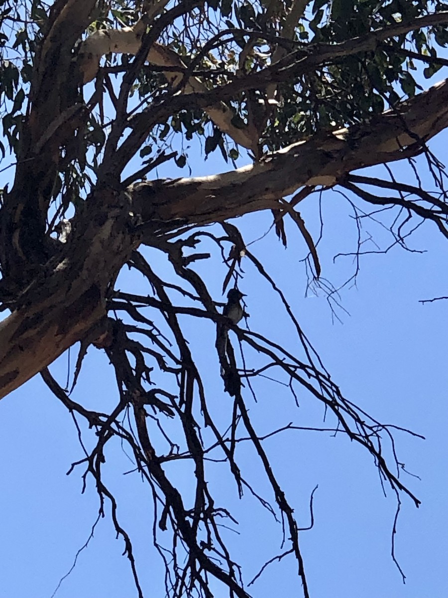 Leaden Flycatcher - ML630103009