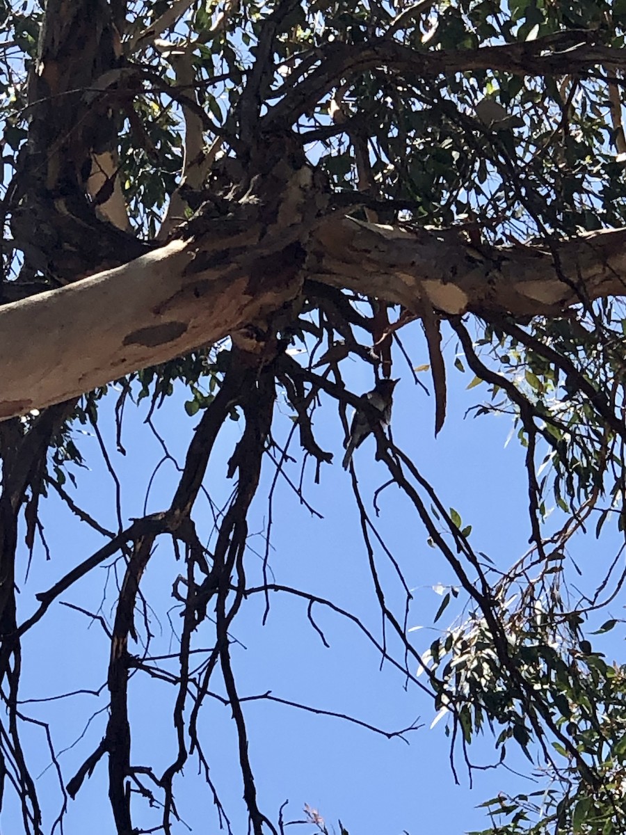 Leaden Flycatcher - ML630103010