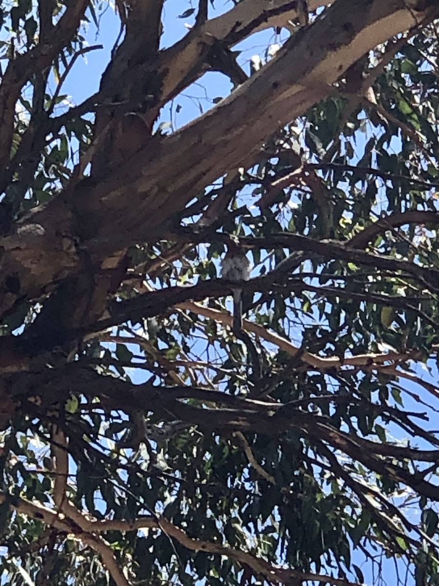 Leaden Flycatcher - ML630103011