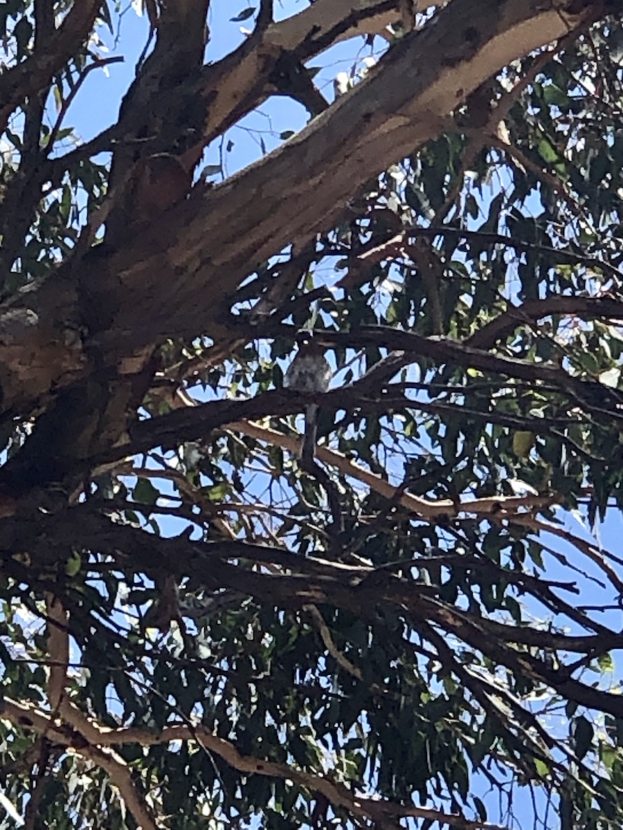 Leaden Flycatcher - ML630103012