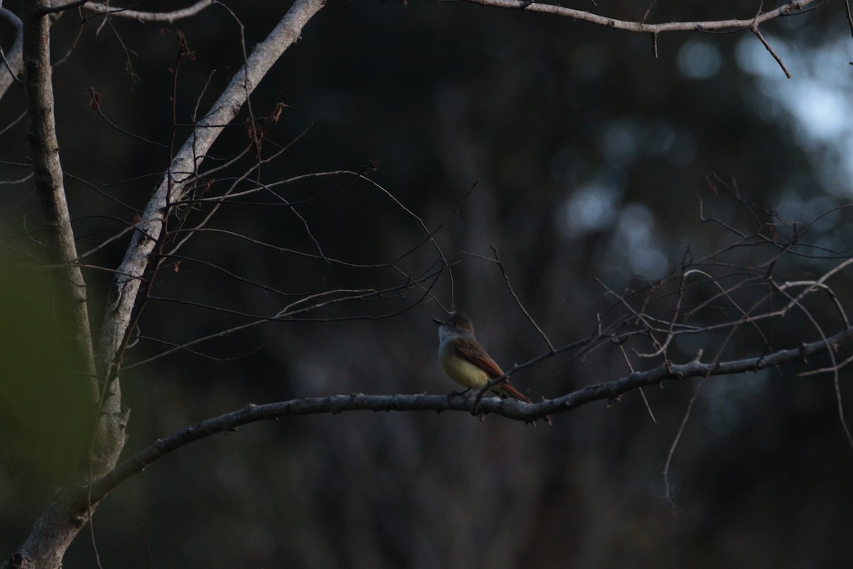 Dusky-capped Flycatcher (lawrenceii Group) - ML630103244
