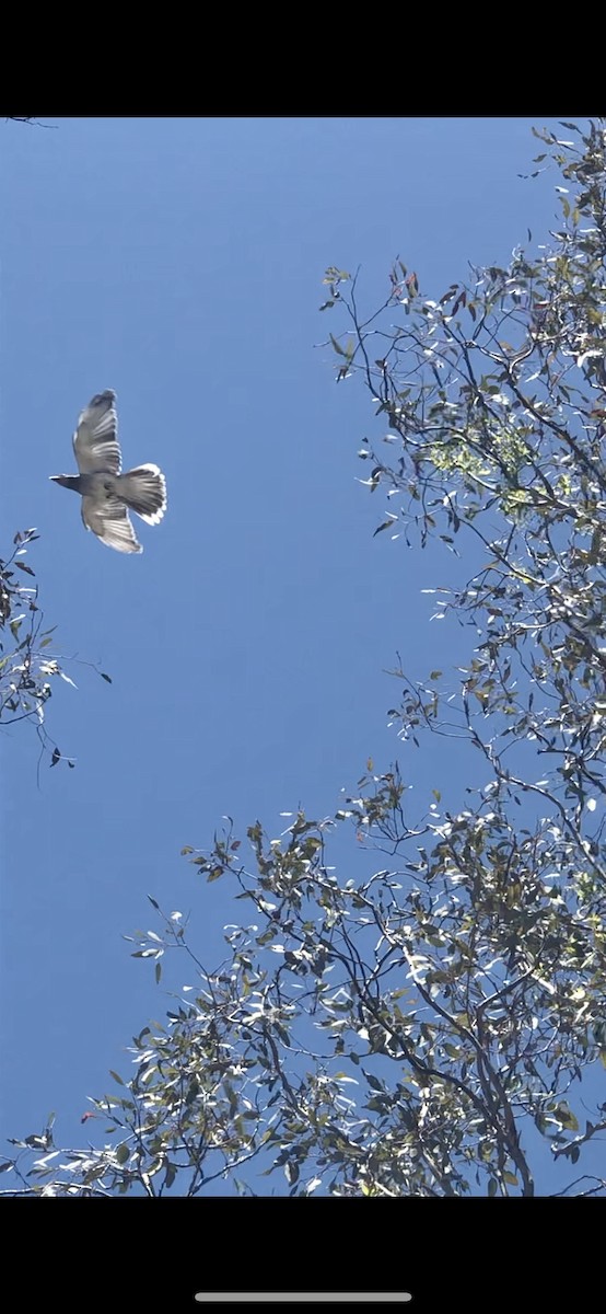 Black-faced Cuckooshrike - ML630103424