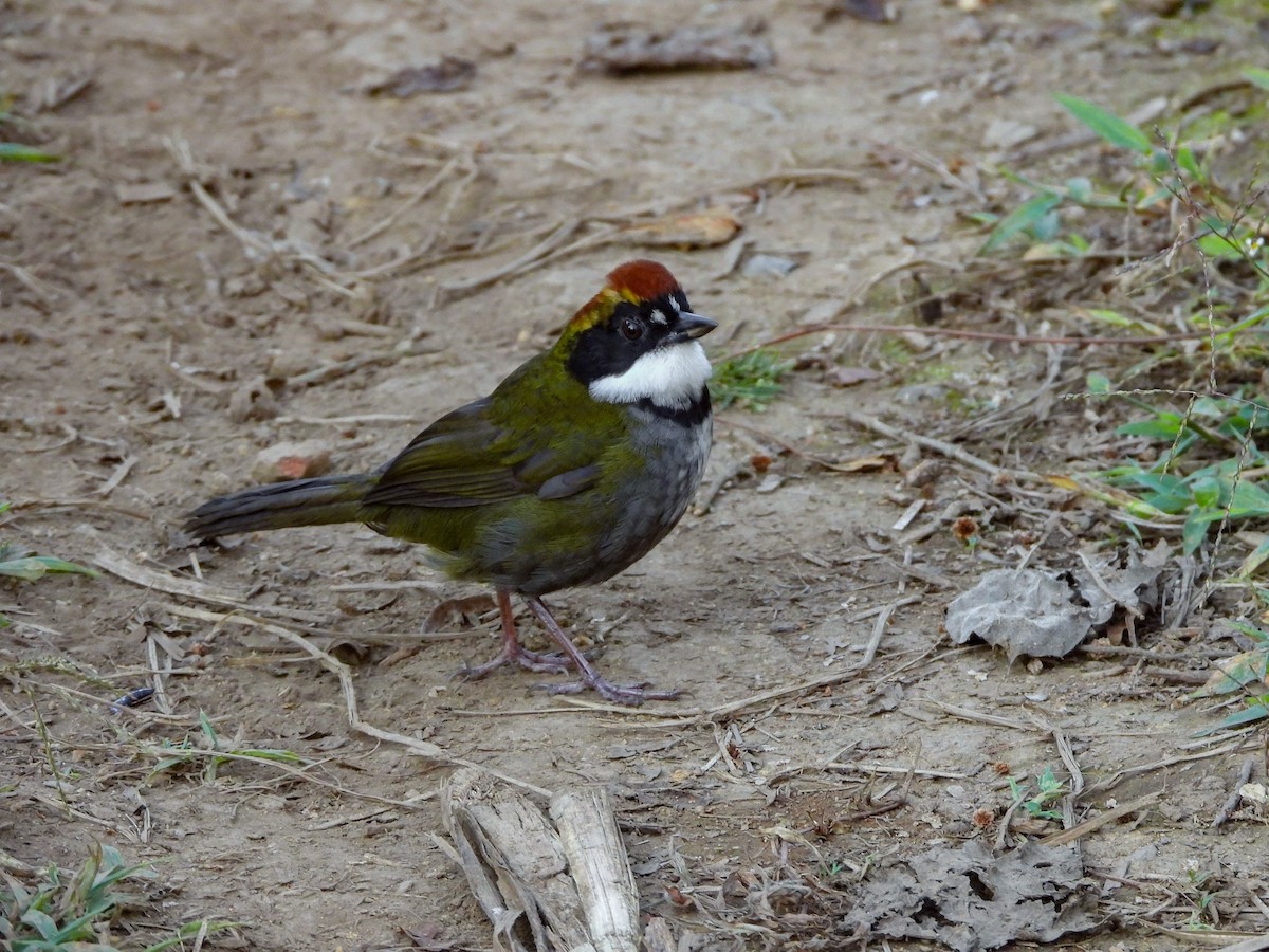 brunkronespurv - ML630103433