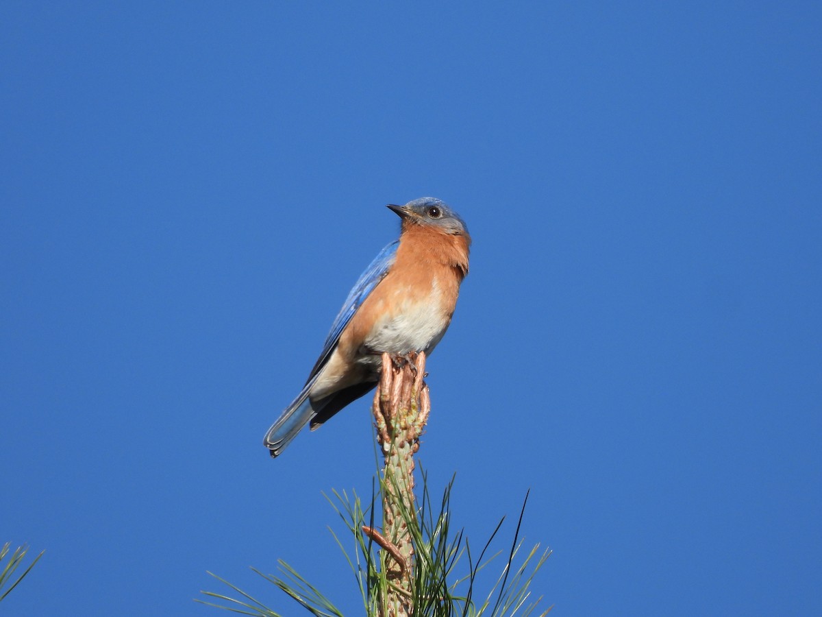 østblåfugl - ML630103476