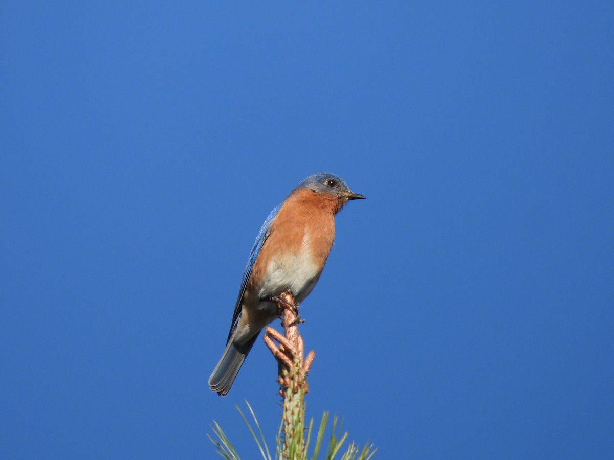 østblåfugl - ML630103477