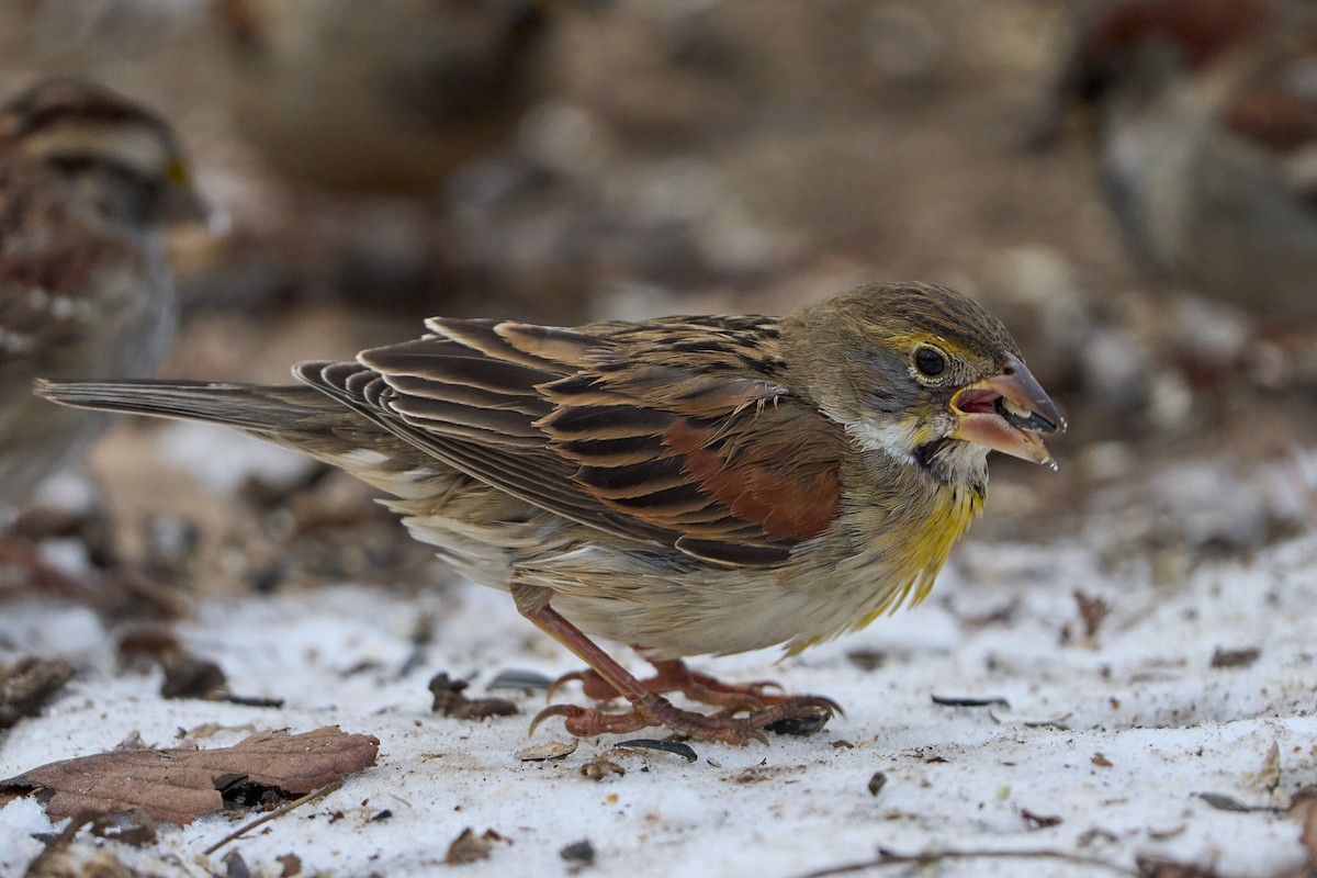 Dickcissel d'Amérique - ML630103602