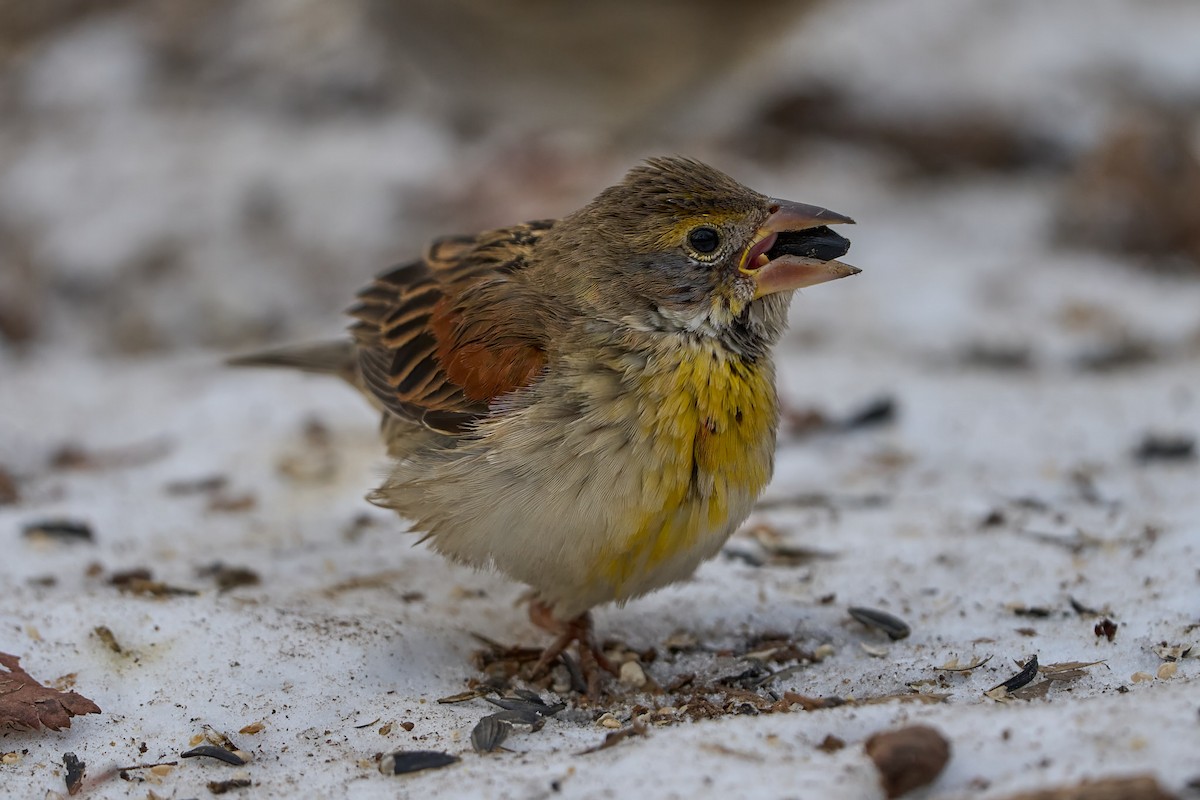Dickcissel d'Amérique - ML630103603