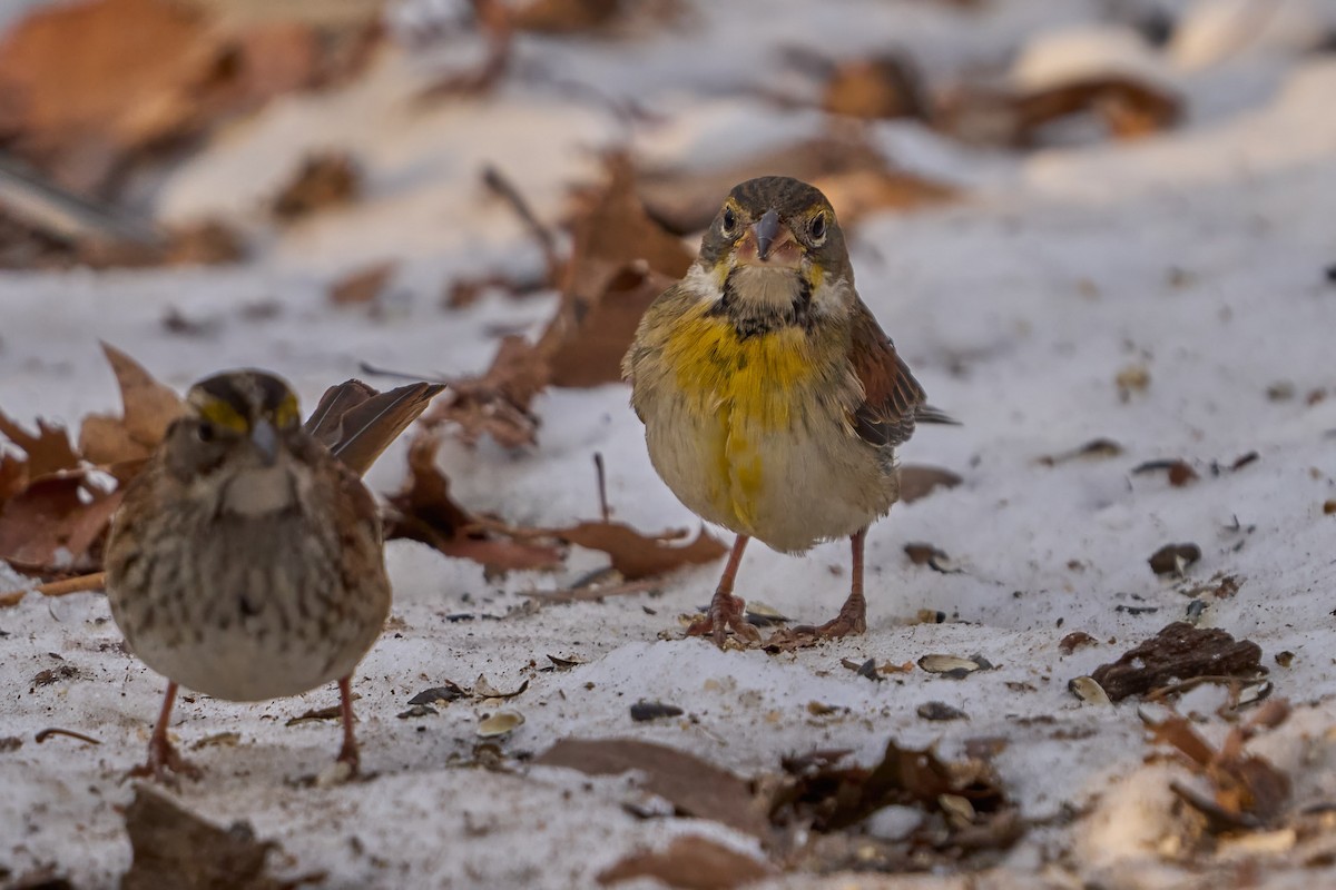 Dickcissel d'Amérique - ML630103604