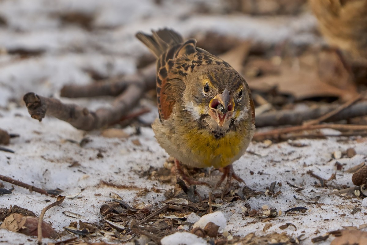Dickcissel d'Amérique - ML630103605