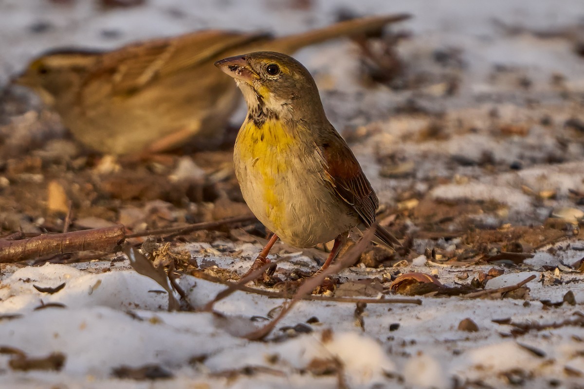 Dickcissel d'Amérique - ML630103606