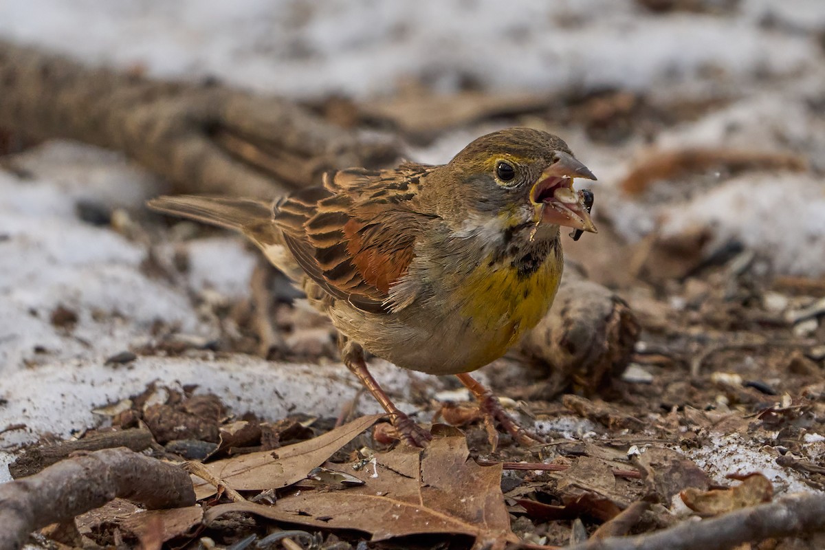 Dickcissel d'Amérique - ML630103608