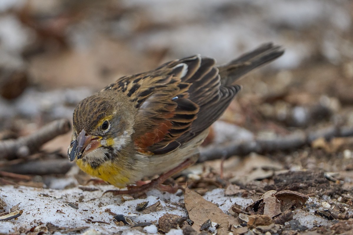 Dickcissel d'Amérique - ML630103609
