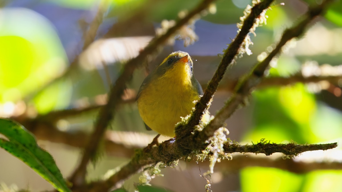 Papamoscas Ventrigualdo - ML630103790