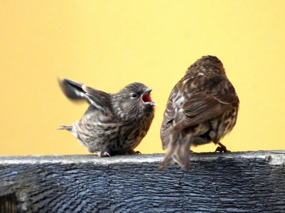 Redpoll - ML630103809