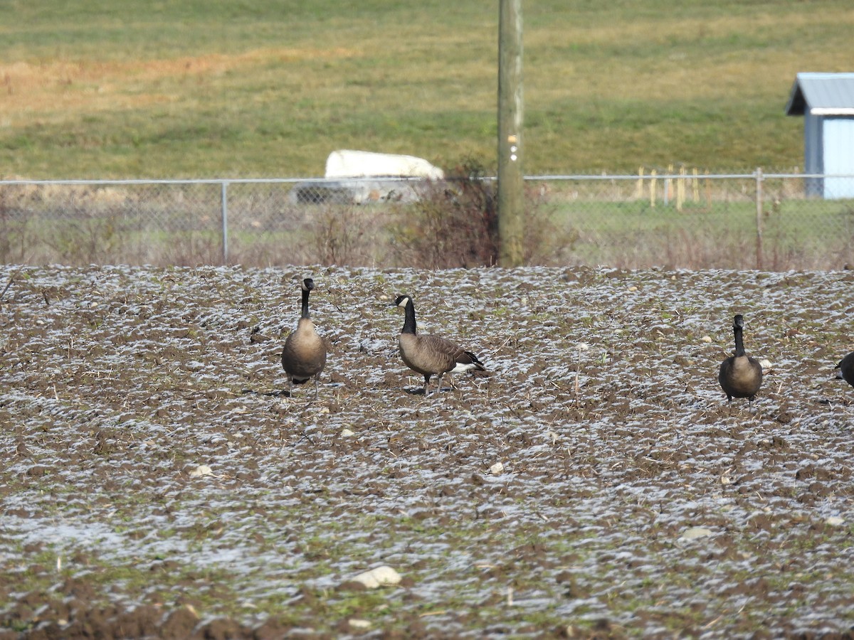 Canada Goose (occidentalis/fulva) - ML630103835