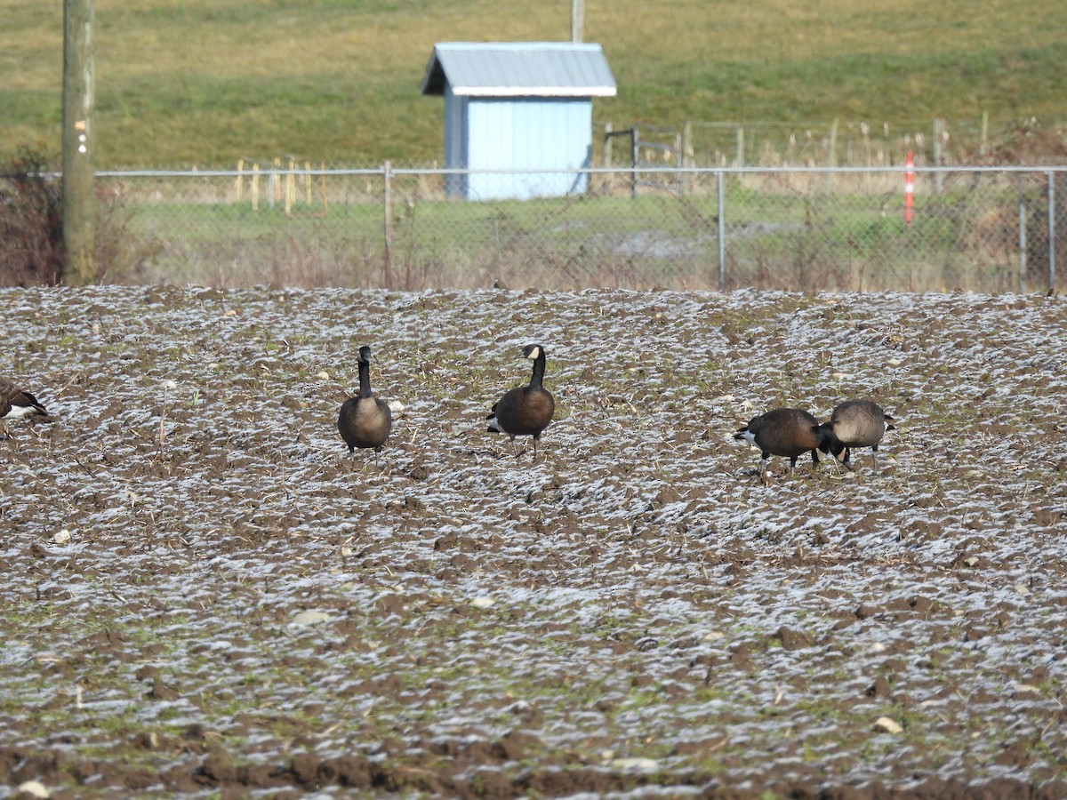 Canada Goose (occidentalis/fulva) - ML630103836