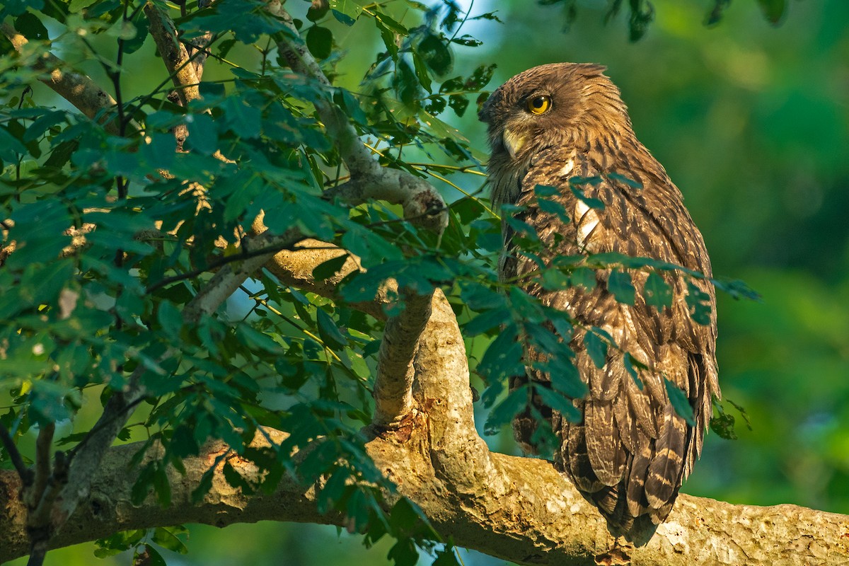 Brown Fish-Owl - ML630103841