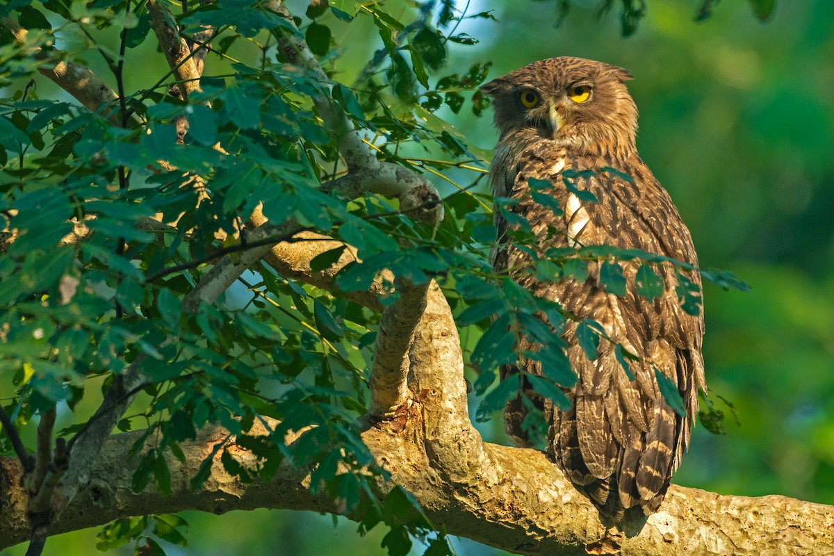 Brown Fish-Owl - ML630103842