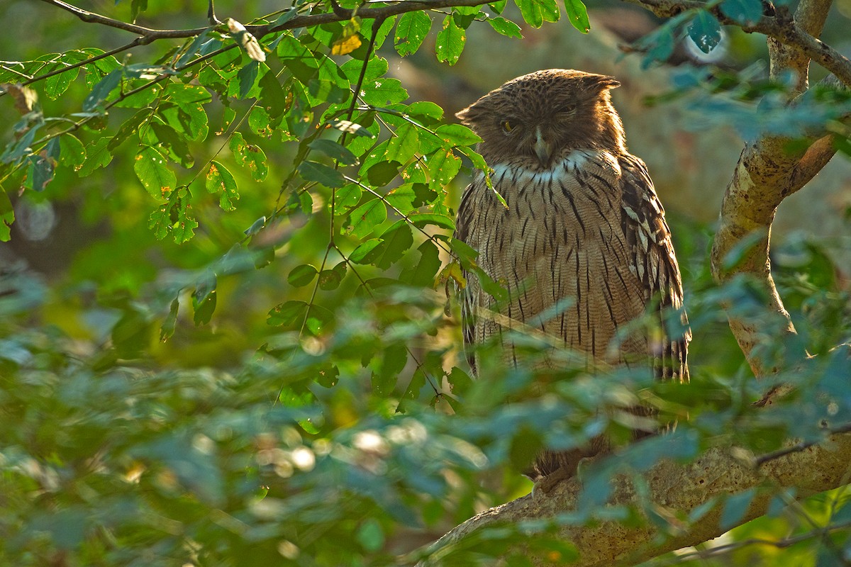Brown Fish-Owl - ML630103843