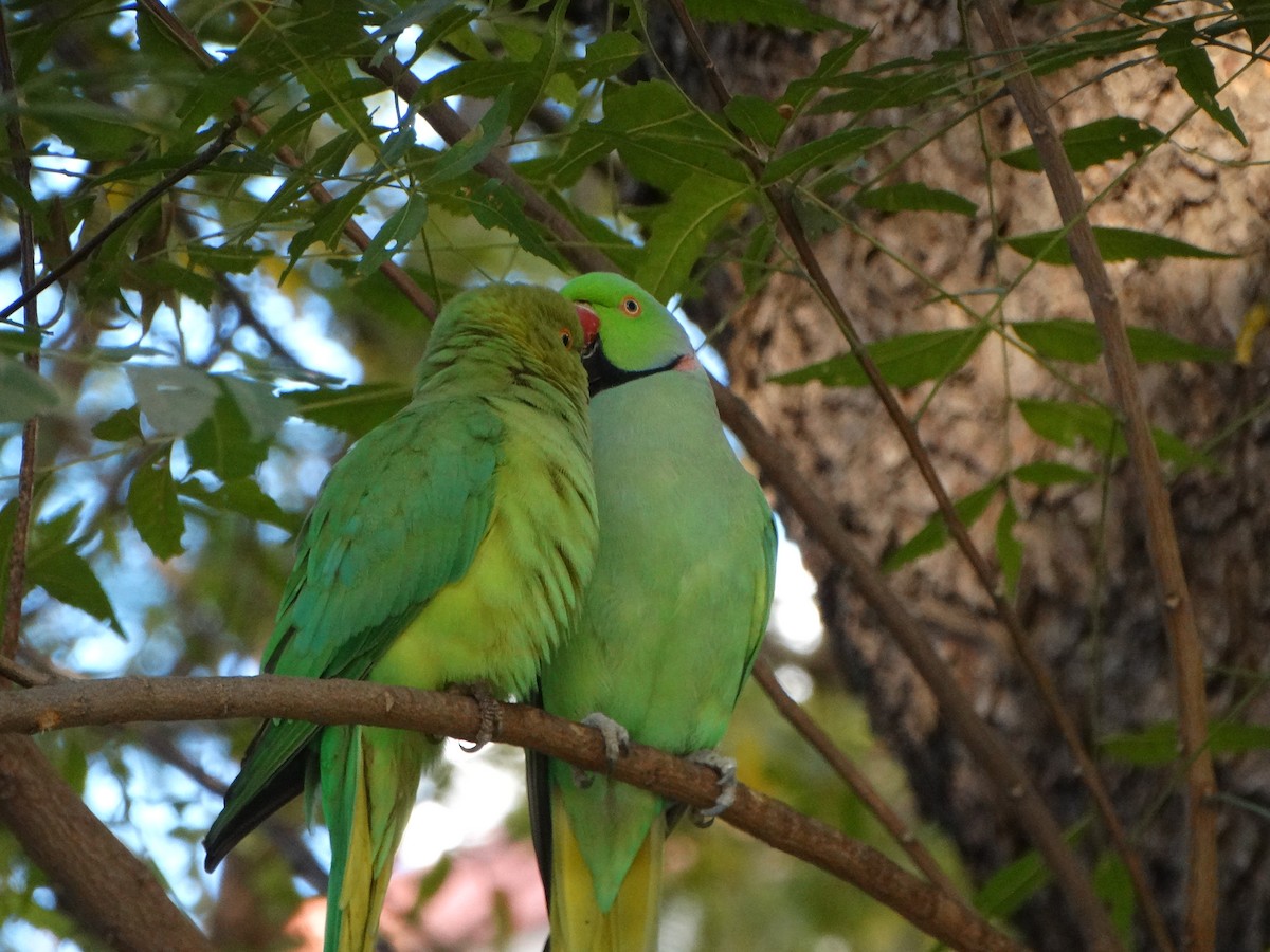 Rose-ringed Parakeet - ML630104224