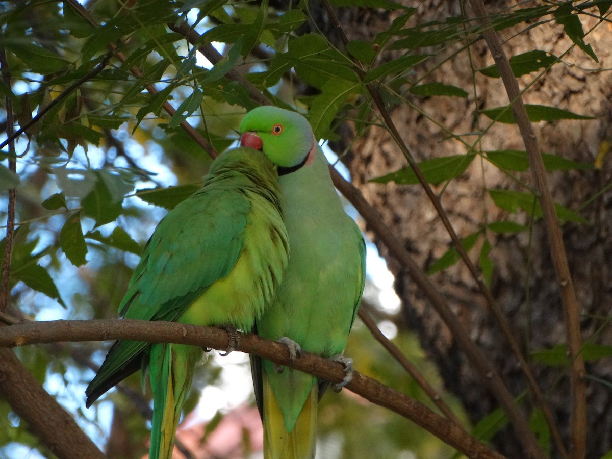 Rose-ringed Parakeet - ML630104225