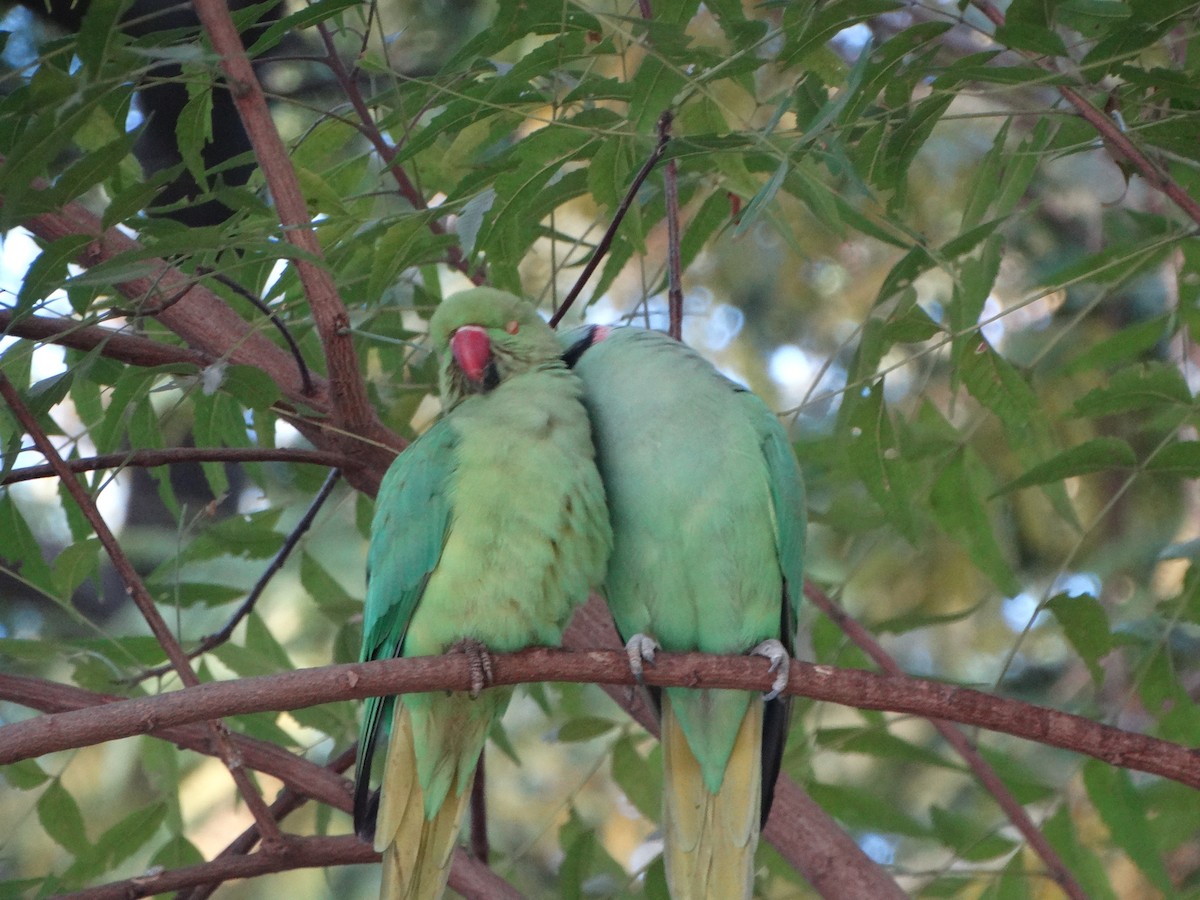 Rose-ringed Parakeet - ML630104228