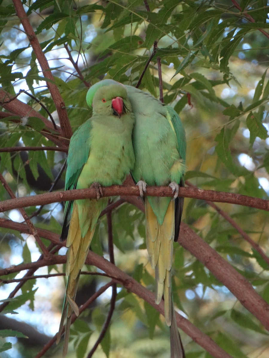 Rose-ringed Parakeet - ML630104230