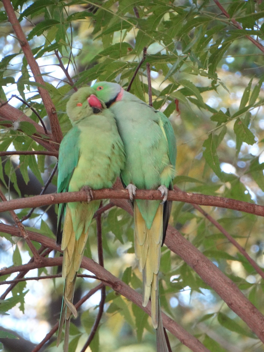 Rose-ringed Parakeet - ML630104231