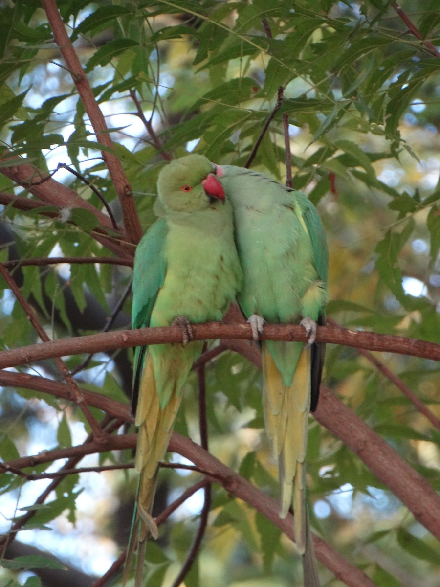 Rose-ringed Parakeet - ML630104232