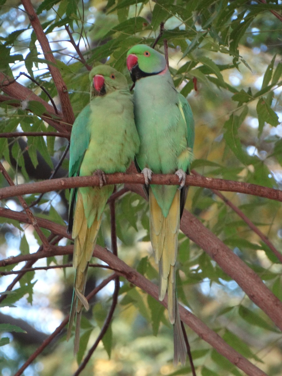 Rose-ringed Parakeet - ML630104233